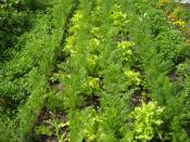 Potager 1