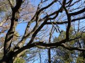 Arbre